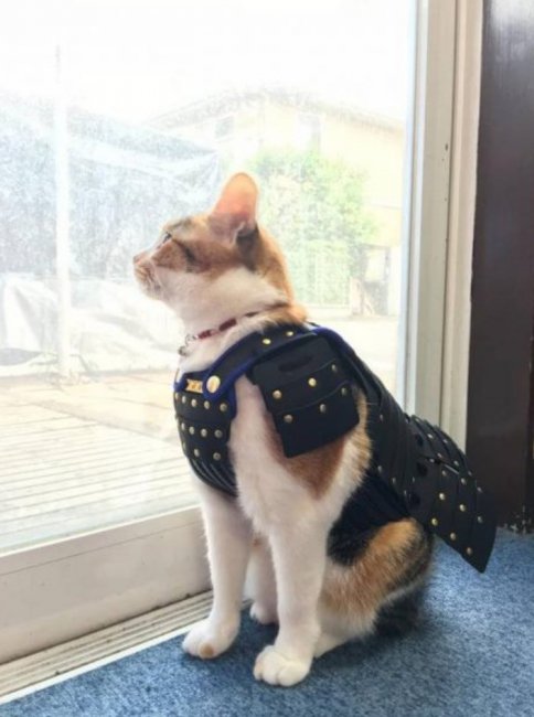 ������� ���� ��� ��������: ����������� �������