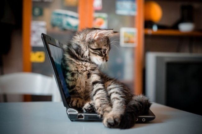 ����� ChatGPT ���������� �������� ���������� � ��